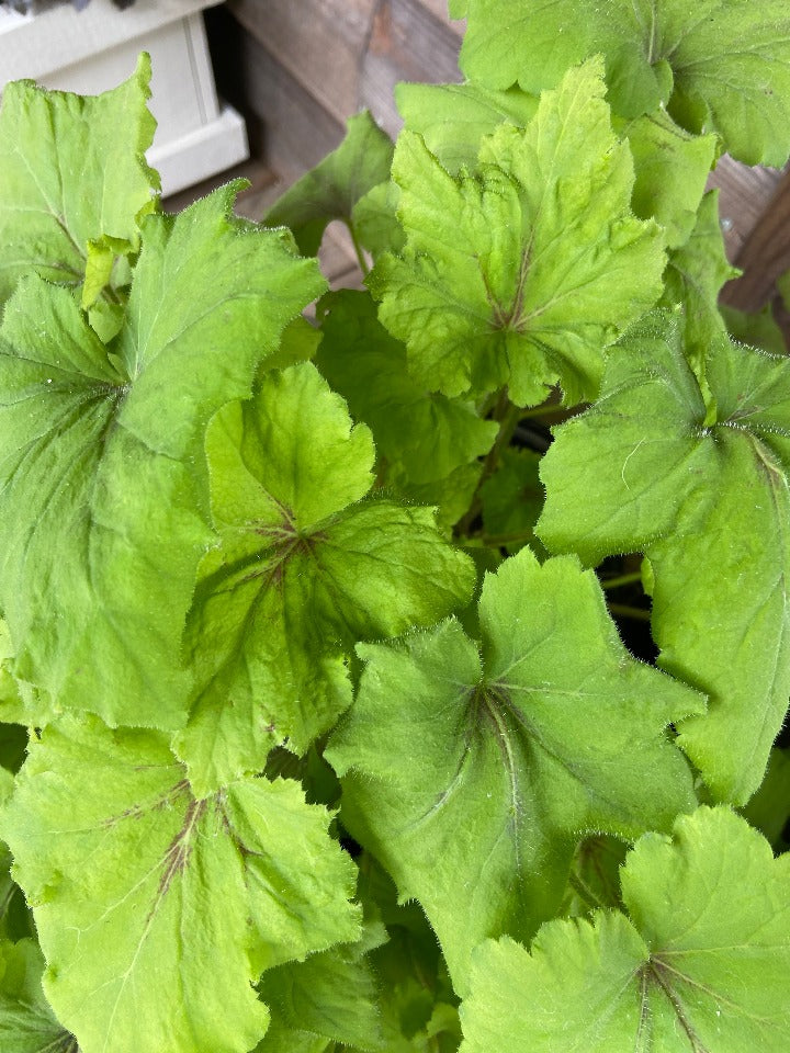 [art-tropico-heucherella-1g-container] Heucherella 'Art Tropico' – Deer Resistant Shade Perennial
