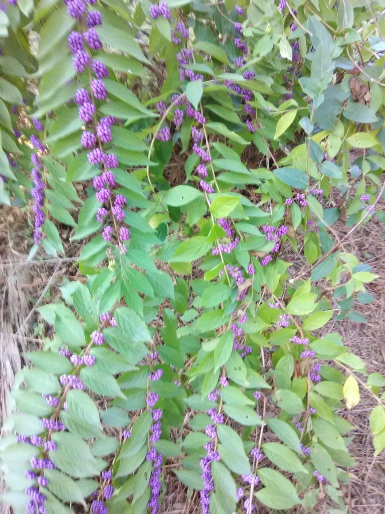 [123590109-3g-container] Purple Pearls Beautyberry | Callicarpa 'NCCX1' (3 gallon container)