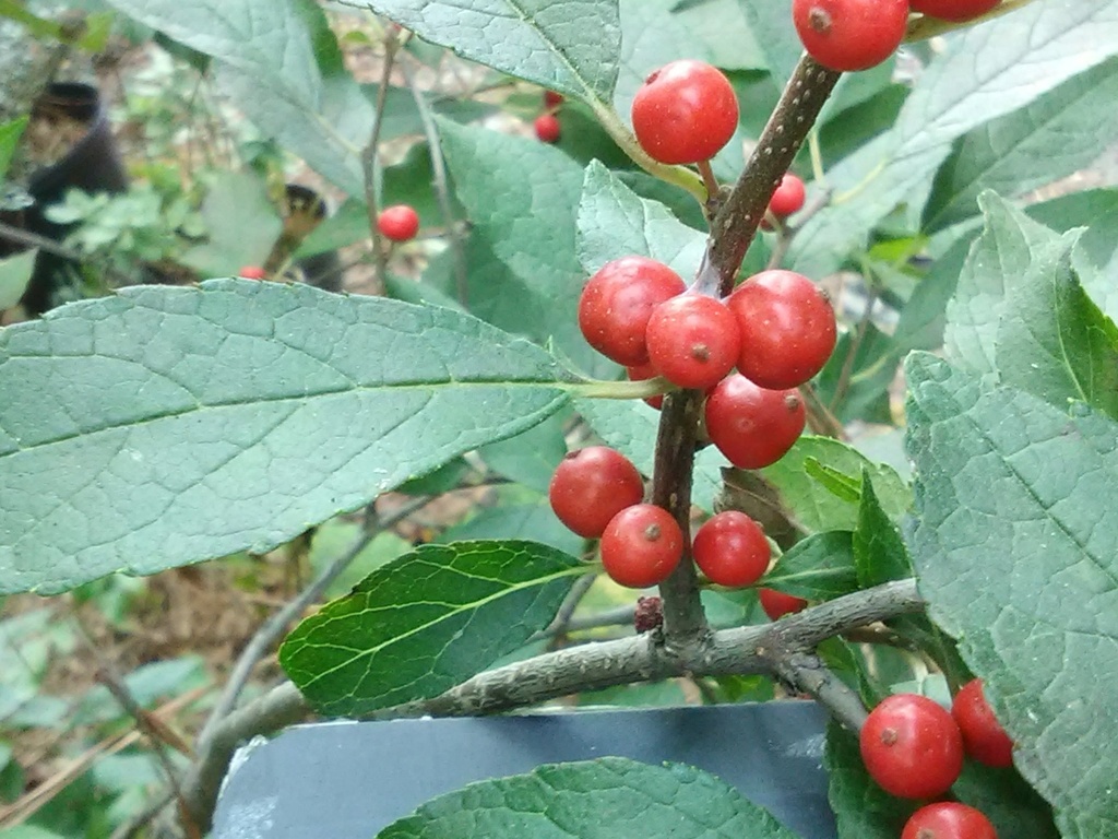 [123590106-3g-container] Berry Poppins Winterberry Holly (Ilex verticillata 'FarrowBPop') (3 gallon container)