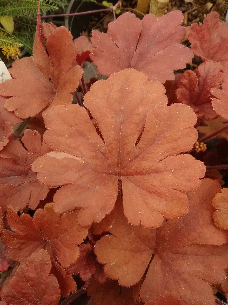 [copy-of-buttered-rum-1g-container] Buttered Rum Heucherella - Deer Resistant Shade Perennial