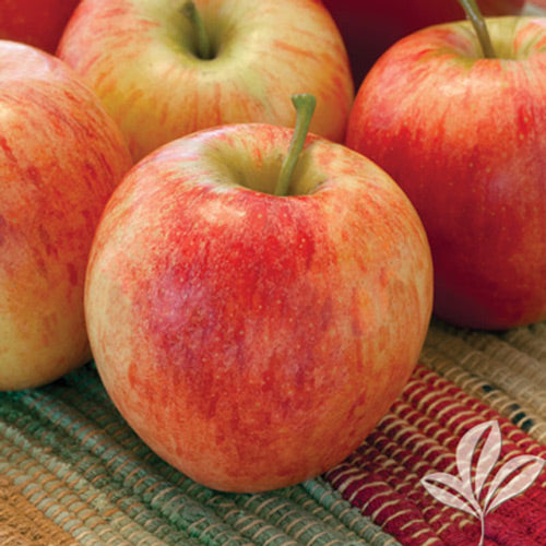 [123590035-7g-container] Gala Apple Tree (Standard) | Malus pumila 'Gala' (7 gallon container)