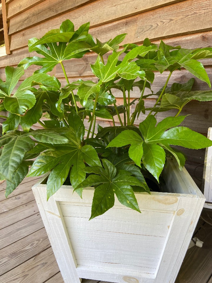 Japanese Fatsia (Fatsia japonica) - Tropical Evergreen Shrub