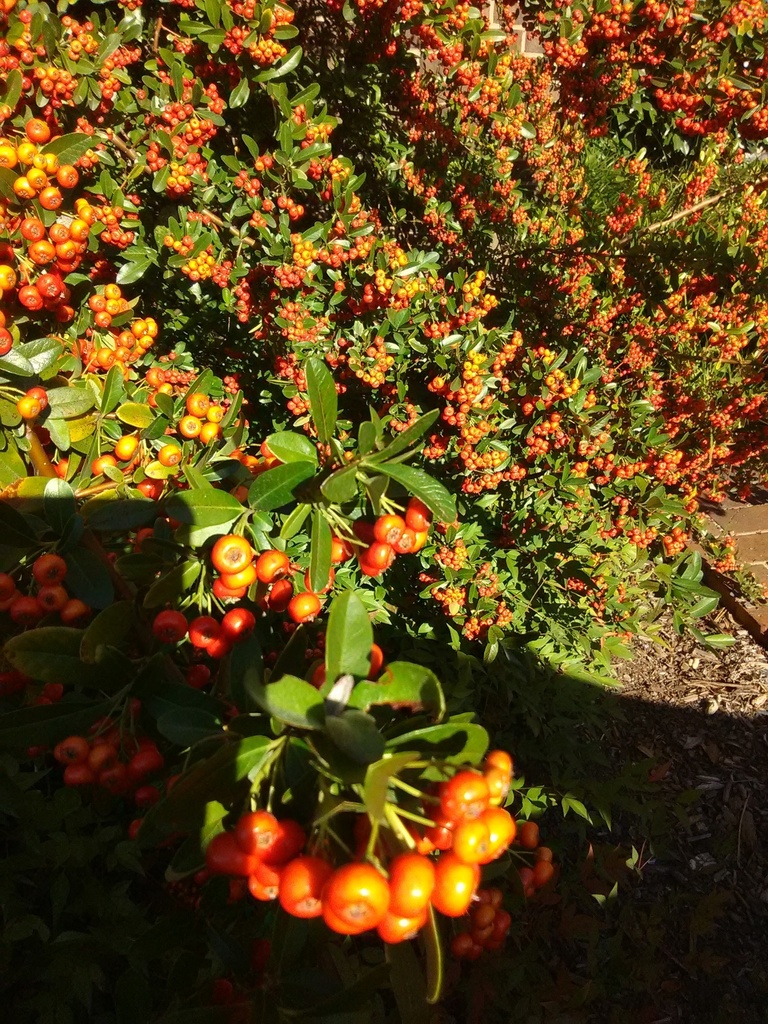 [123590025-3g-container-sold-out] Mohave Firethorn Pyracantha – Evergreen Berry Shrub (3 gallon container)