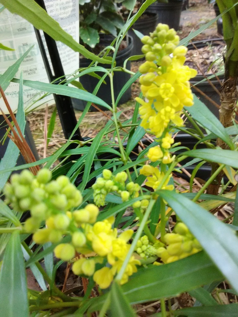 [123590024-3g-container] Soft Caress Mahonia - Thornless Evergreen Shade Shrub (3 gallon container)