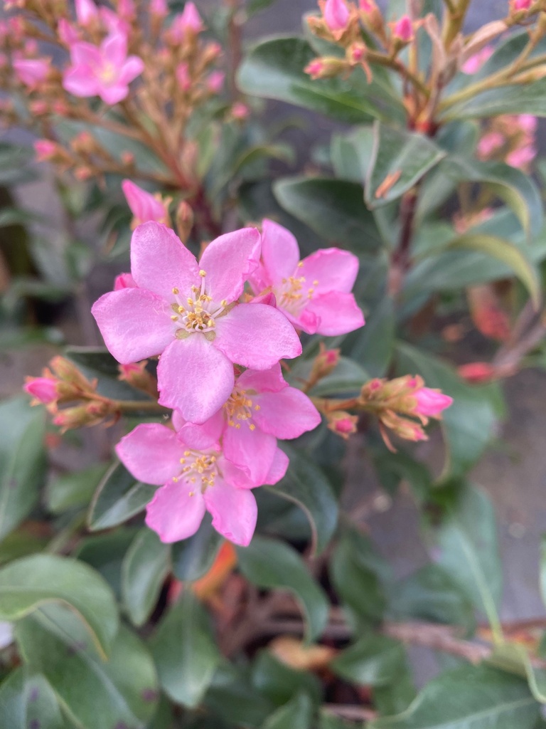 [123590006-3g-container-sold-out] Dwarf Pink Indian Hawthorn (Rhaphiolepis indica)