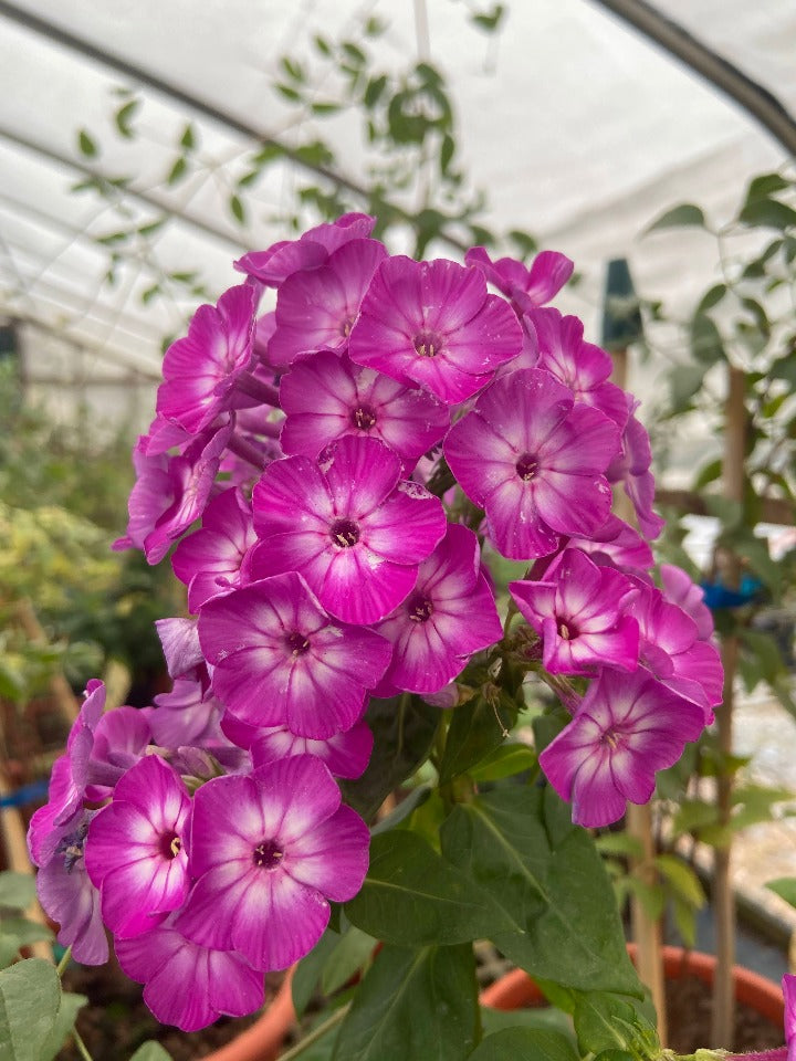 [copy-of-garden-phlox-laura-1g-container] Garden Phlox 'Purple Flame Eye' – Magenta Purple Blooms (1 gallon container)