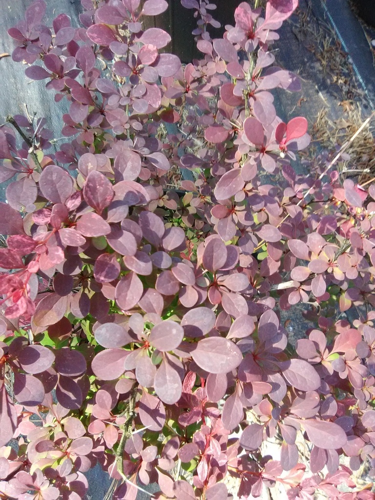 [123589939-3g-container] Rose Glow Japanese Barberry (3 gallon container)