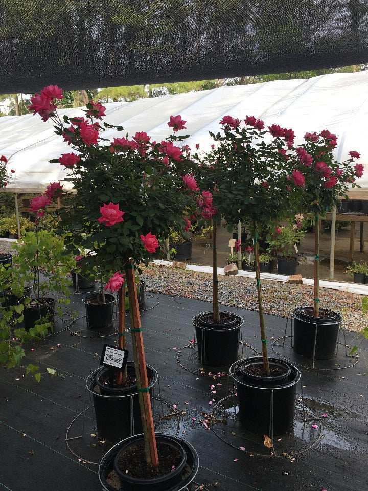 [123589905-2-gallon-container] Pink Double Knock Out Rose (2 gallon container)