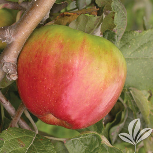 [123589875-7g-container] Jonagold Semi-Dwarf Apple Tree (7 gallon container)