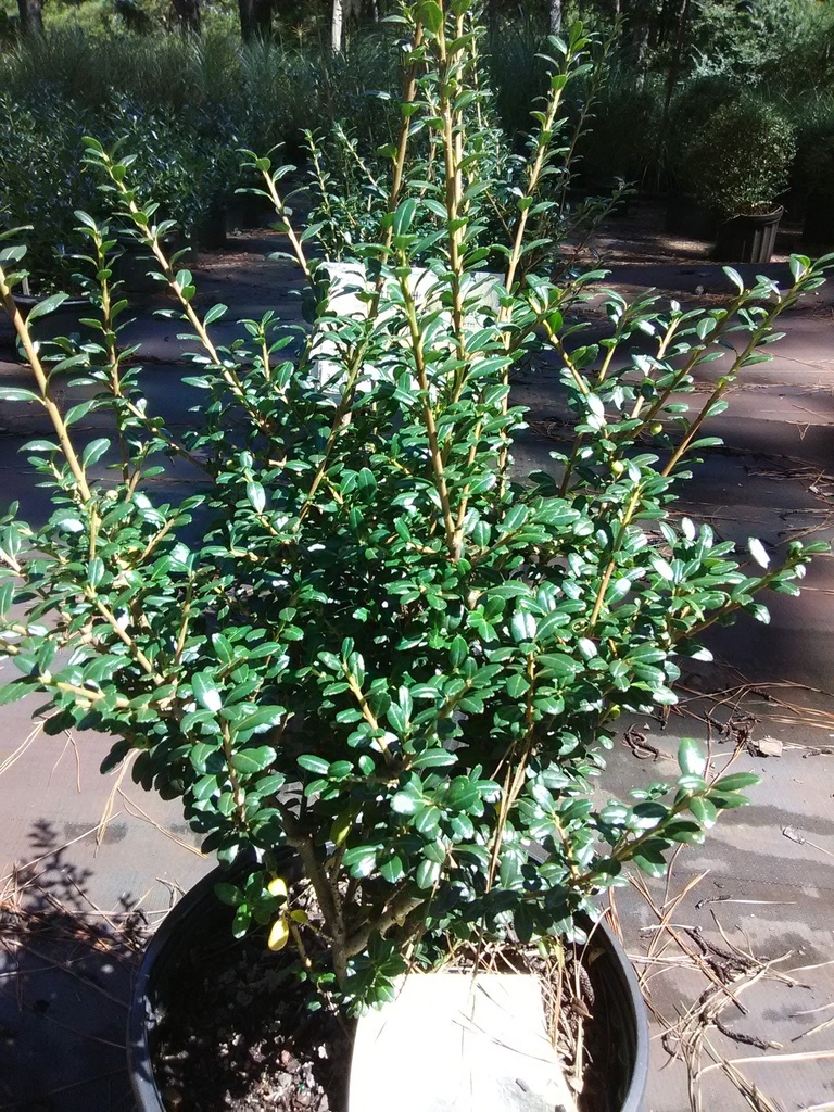[123589847-1g-container-sold-out] Patti O® Japanese Holly (Ilex crenata 'FARROWSK6') (1 gallon container)
