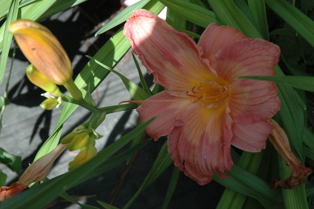 [123589794-1g-container] Strawberry Swirl Daylily - Reblooming Tricolor Perennial (1 gallon container)
