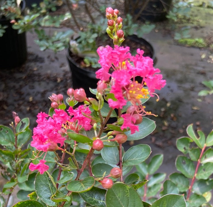 Bellini Raspberry Crape Myrtle – Compact Dwarf Crapemyrtle