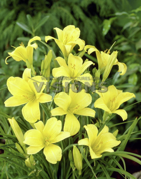 [123589789-1-5g-container] Mrs. B.F. Bonner Daylily - Pale Yellow Extended Bloom