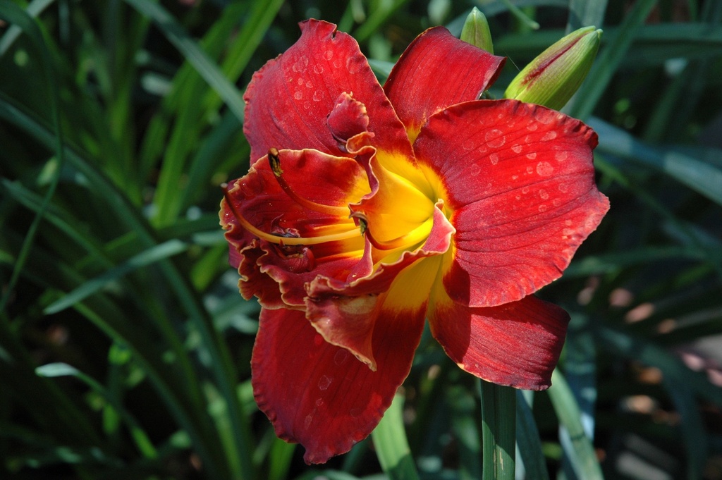 [123589775-1-5g-container] Highland Lord Daylily - Deep Red Double Reblooming Perennial