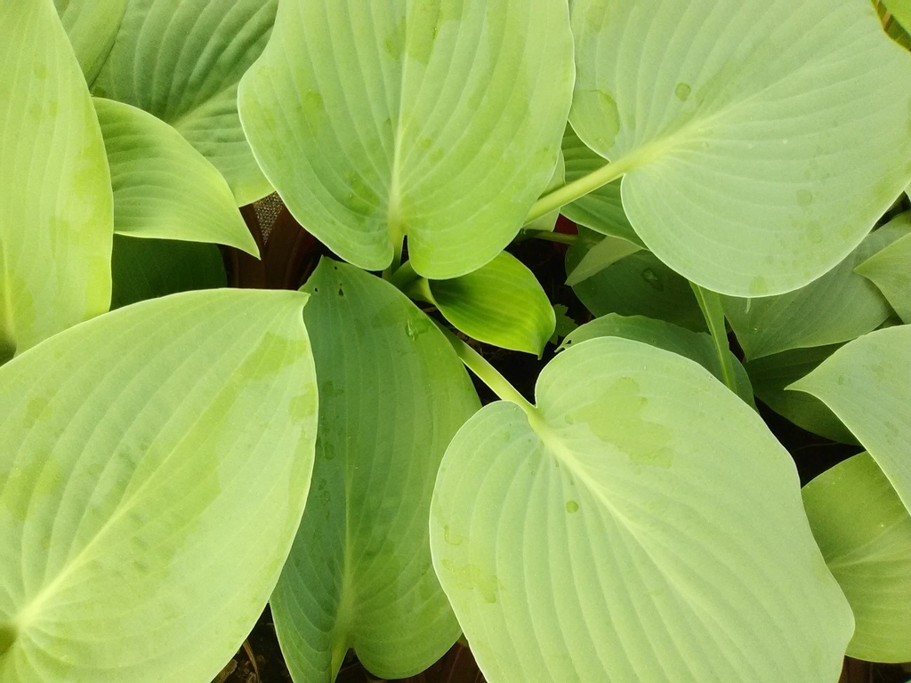 Blue Mammoth Hosta - Giant Blue-Leaf Shade Perennial