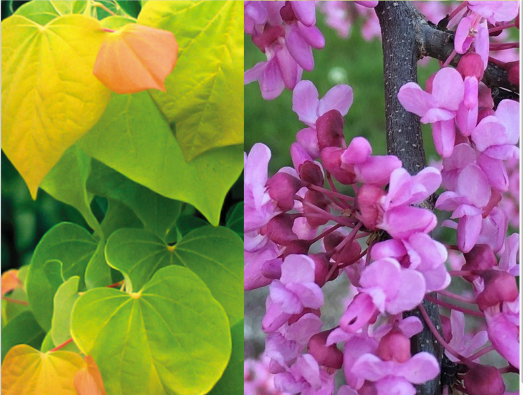 [123589773-7g-container] Rising Sun Redbud Tree | Cercis canadensis 'Rising Sun' (7 gallon container)