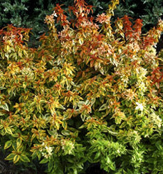 [123589761-2g-container-sold-out] Kaleidoscope Abelia – Variegated Compact Flowering Shrub (2 gallon container)