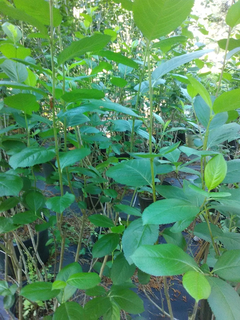 [123589702-3g-container] Black Chokeberry 'Viking' (Aronia melanocarpa) (3 gallon container)