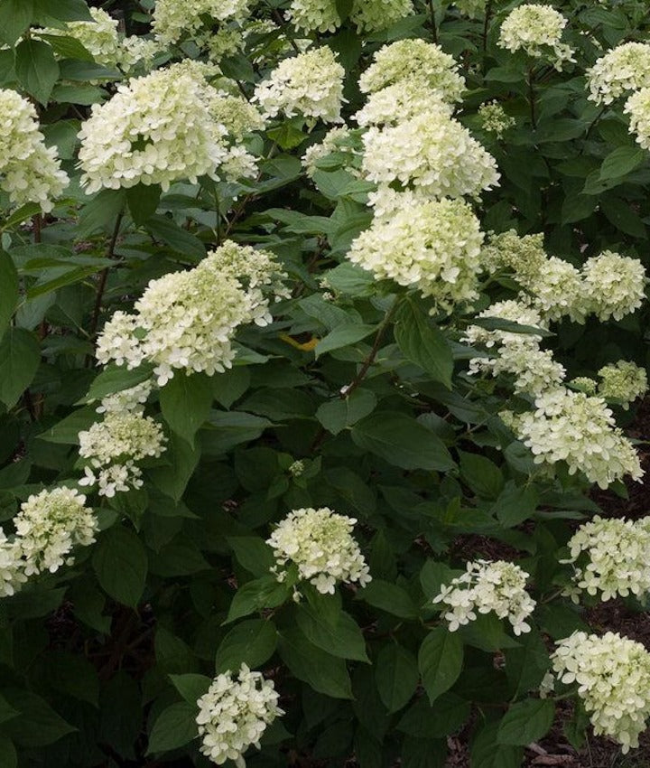 [123589700-3-gallon-container] Bobo Dwarf Hydrangea (Hydrangea paniculata 'Ilvobo') (3 gallon container)
