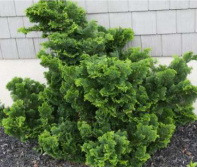 Dwarf Hinoki Cypress (Chamaecyparis obtusa 'Nana Gracilis')