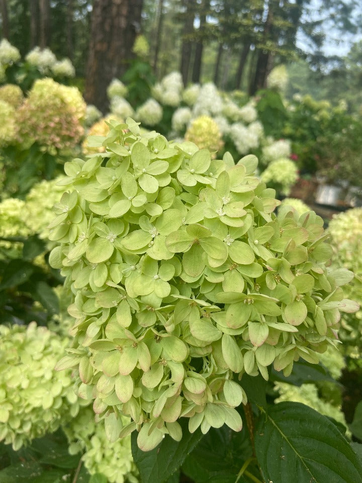 [123589696-3g-container] Little Lime Hydrangea (Hydrangea paniculata 'Jane') (3 gallon container)