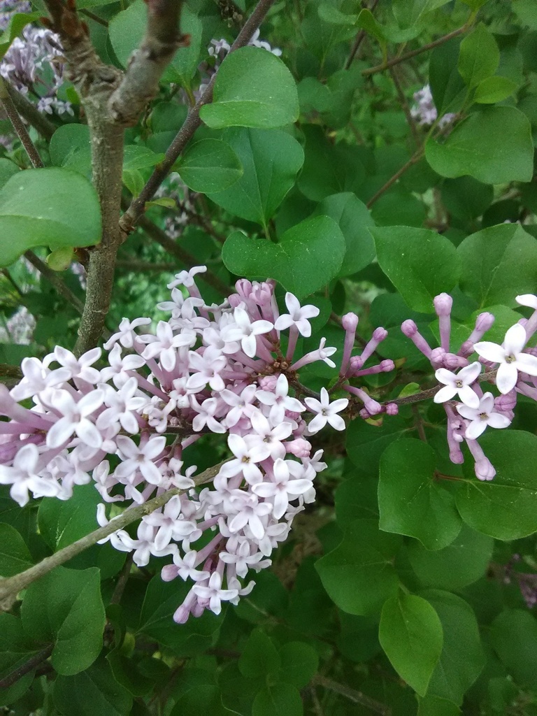[123589691-3g-container] Bloomerang Purple Lilac - Reblooming Fragrant Shrub