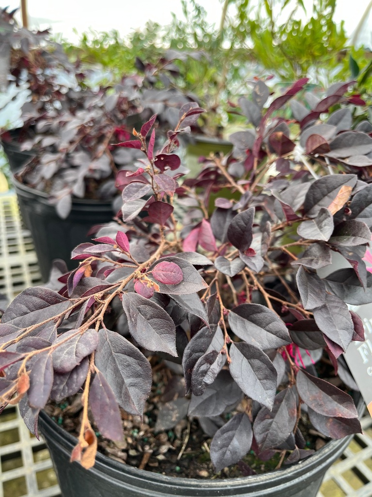 [copy-of-purple-diamond-loropetalum-3-gallon-container] Cerise Charm Loropetalum - Dark Plum Evergreen Shrub