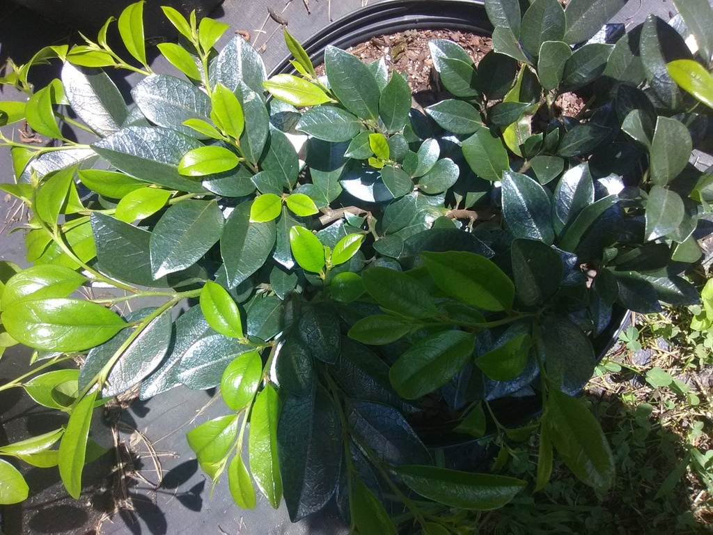 Emerald Heights Distylium - Evergreen Flowering Shrub