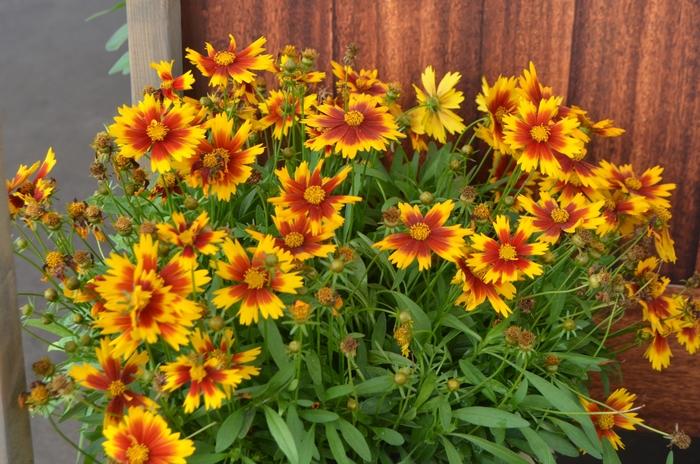 [uptick-gold-coreopsis-2g-container] Uptick Gold Coreopsis