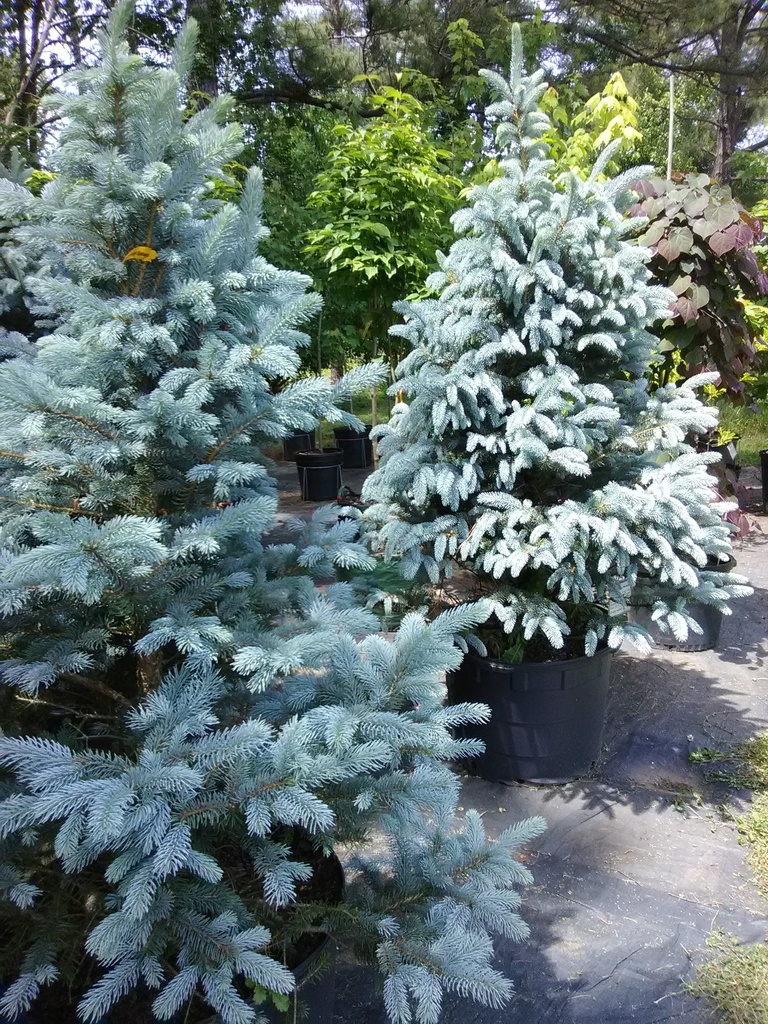 [123589616-2g-container-sold-out] Fat Albert Colorado Blue Spruce | Picea pungens 'Fat Albert' (2 gallon container)