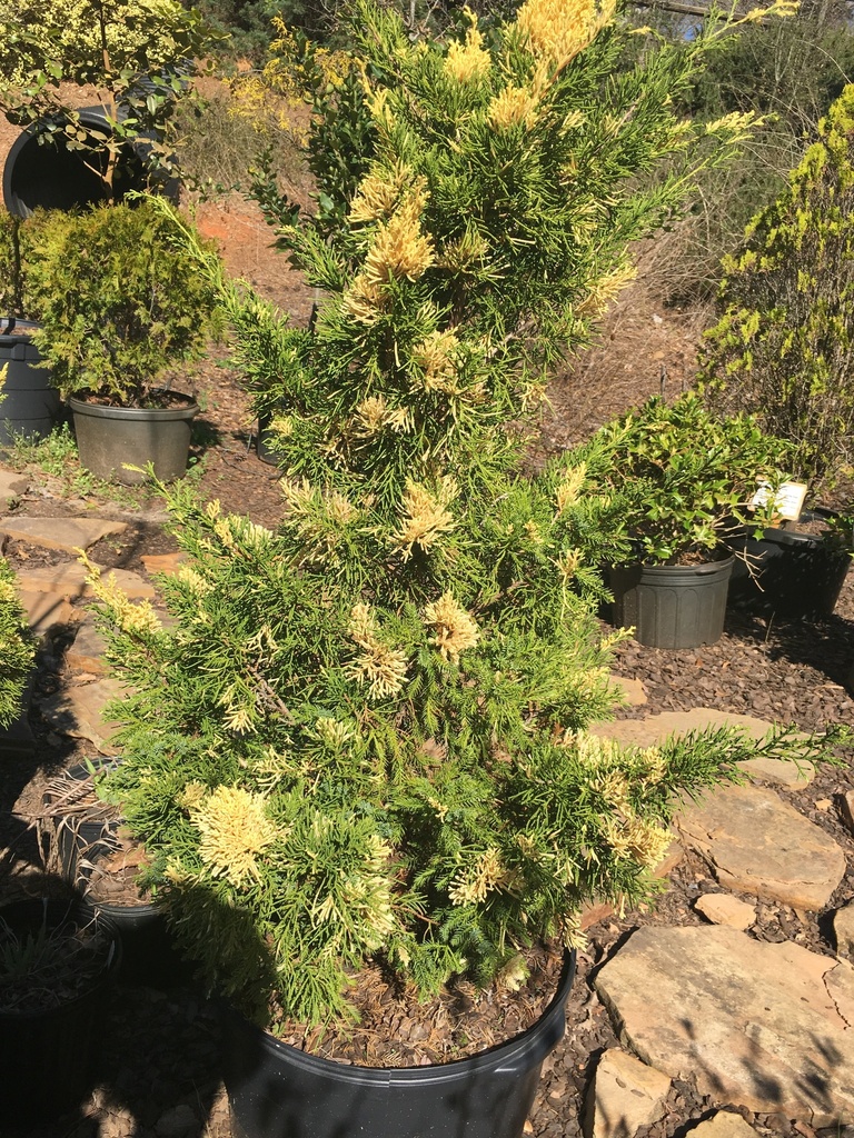 [123589608-3g-container-sold-out] Variegated Hollywood Juniper - Torulosa Variegata (3 gallon container)