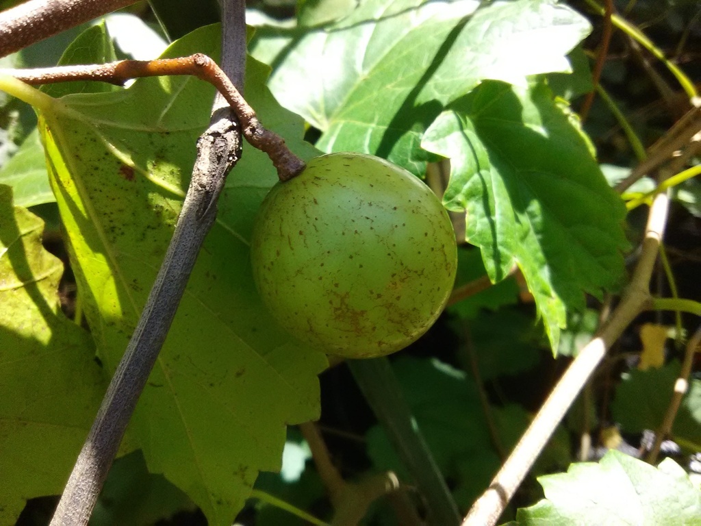 [123589585-3g-container-sold-out] Chowan Muscadine Vine - Self-Fertile Grape (3 gallon container)