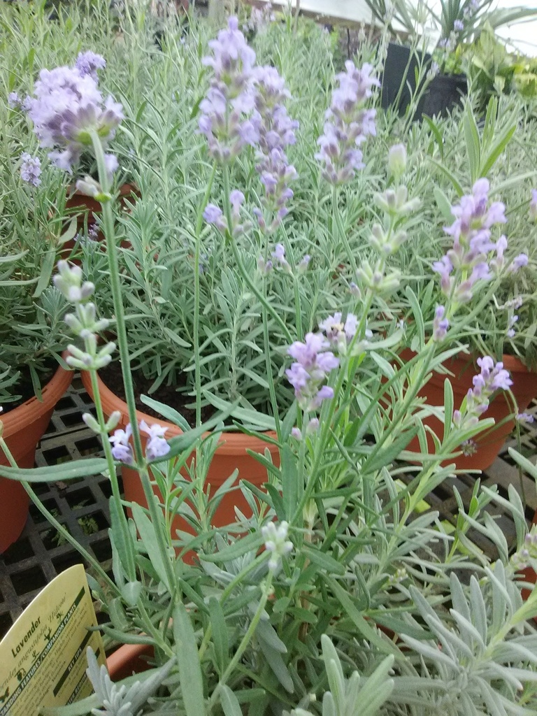 [123589568-1g-container-tcl-holding] Super Blue English Lavender - Lavandula angustifolia 'Super Blue'