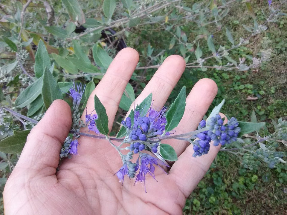 [123589543-2g-container-sold-out] Blue Mist Spirea 'Longwood Blue' (Caryopteris) (2 gallon container)