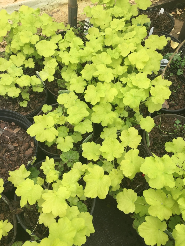 [123589541-1g-container] Citronelle Coral Bells (Heuchera 'Citronelle') (1 gallon container)