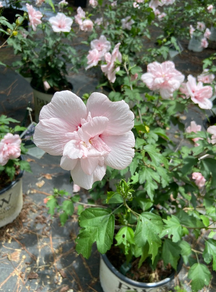 [sugar-tip-rose-of-sharon-3g-container] Sugar Tip Rose of Sharon | Variegated Double Pink Hibiscus (3 gallon container)