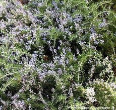 [123589540-1g-container] Creeping Rosemary | Prostrate Rosemary Groundcover (1 gallon container)
