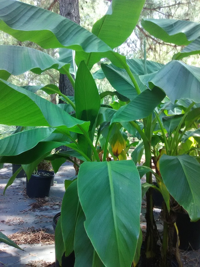 Japanese Hardy Banana (Musa basjoo) - Cold Hardy Tropical