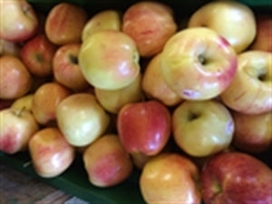 Gala Apple Tree (Semi-Dwarf)
