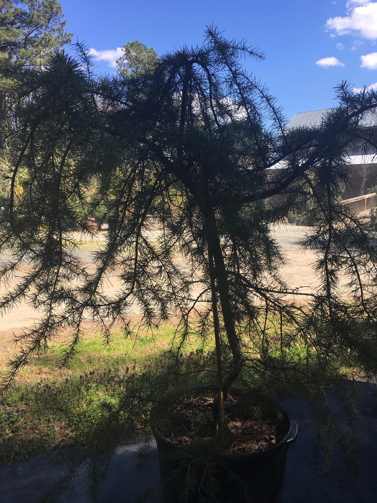 [123589515-5g-container-sold-out] Cedrus deodara 'Pendula' - Weeping Deodar Cedar (5 gallon container)