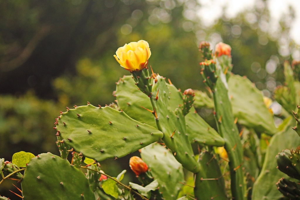 Prickly Pear Cactus – Coastal Prickly Pear (Opuntia littoralis)