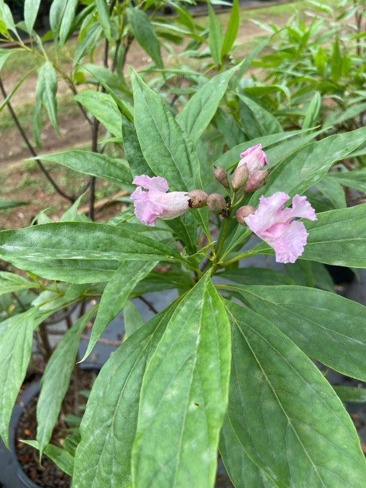 Pink Dawn Chitalpa - Flowering Patio Tree