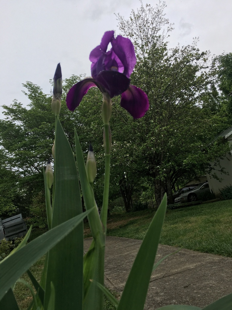 [123589440-2g-container] Purple Ruffled German Iris - Deer Resistant Perennial (2 gallon container)
