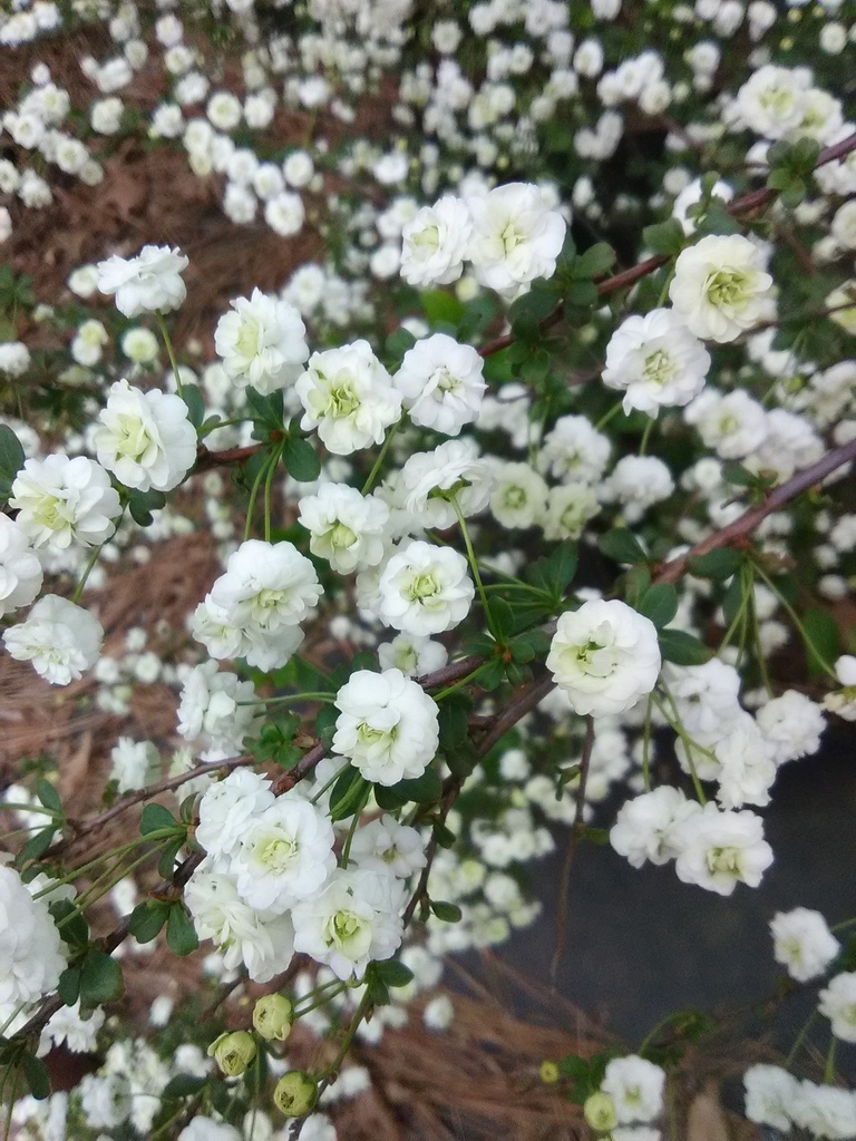 Bridal Wreath Spirea 'Snow Bells' (Spiraea prunifolia 'Plena')