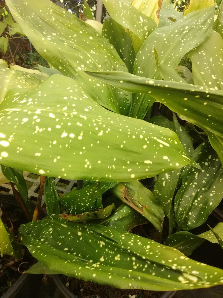 Aspidistra elatior 'Milky Way' - Milky Way Cast Iron Plant