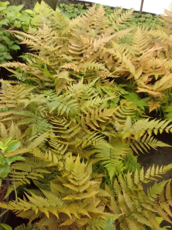 Brilliance Autumn Fern - Dryopteris erythrosora 'Brilliance'