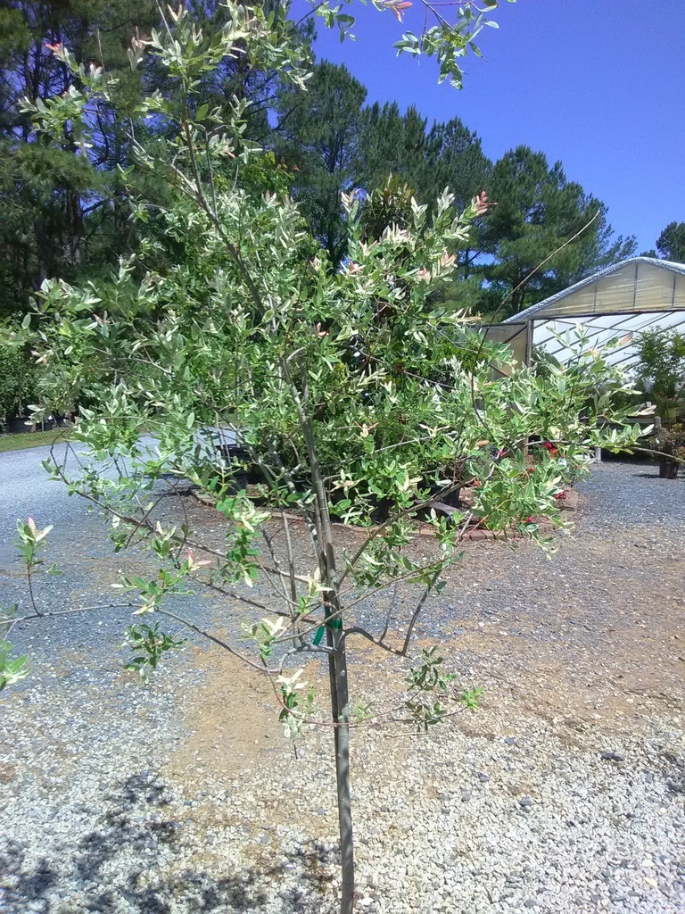 [123589422-7g-container] Dappled Willow (Salix integra 'Hakuro Nishiki') (7 gallon container)