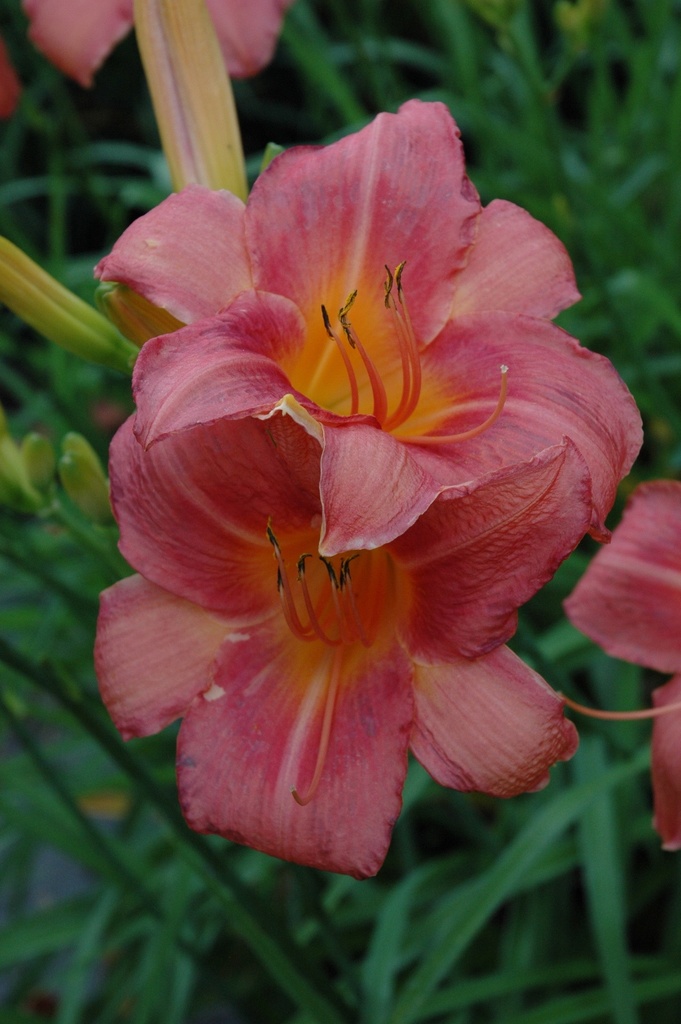 [123589388-1-5g-container] Louise Mercer Daylily - Salmon Pink Double Blooms