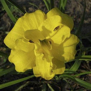 [123589385-1-5g-container] Yellow Bouquet Daylily - Double Bloom Reblooming Perennial