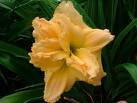 Fanciful Finery Daylily - Hemerocallis 'Fanciful Finery'